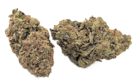 Critical Cheese strain
