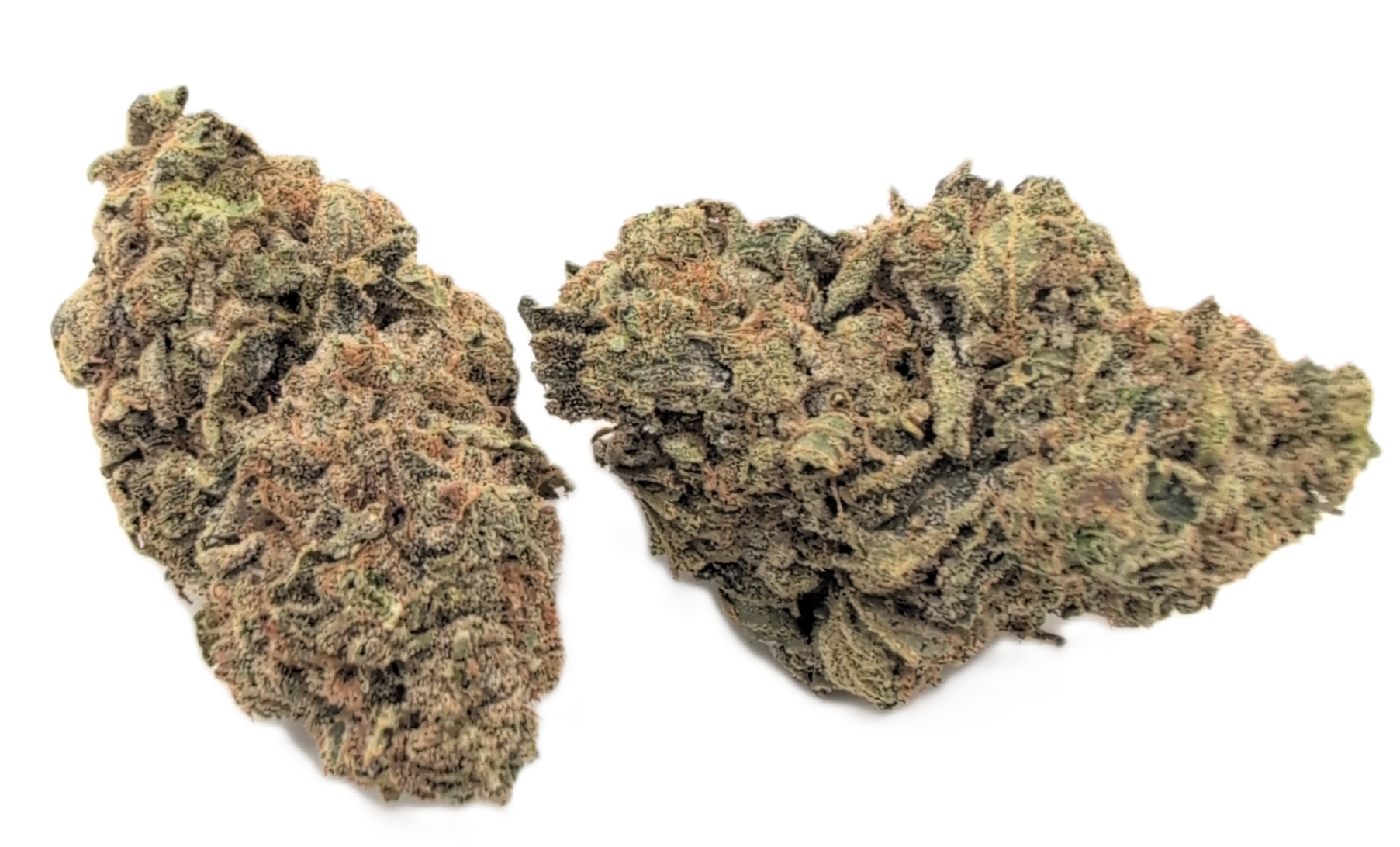 Critical Cheese Critical Cheese strain