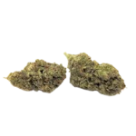 Gascotti strain
