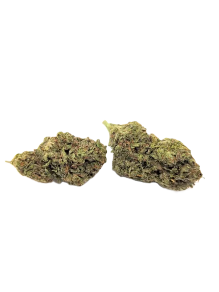 Gascotti strain