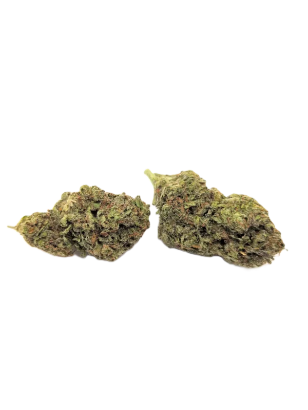 Gascotti strain