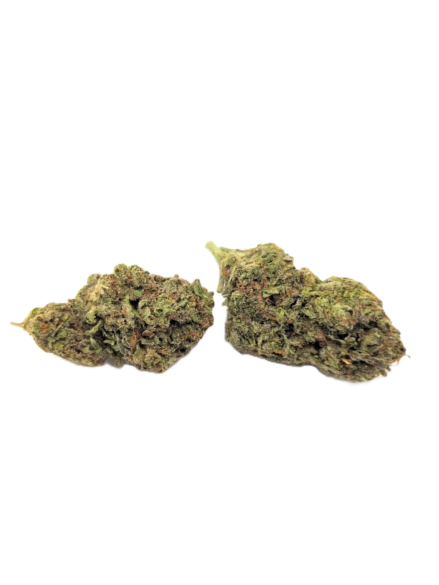 Gascotti strain Gascotti strain
