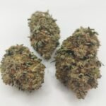 Stardawg Strain