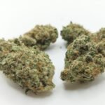 White Truffle strain
